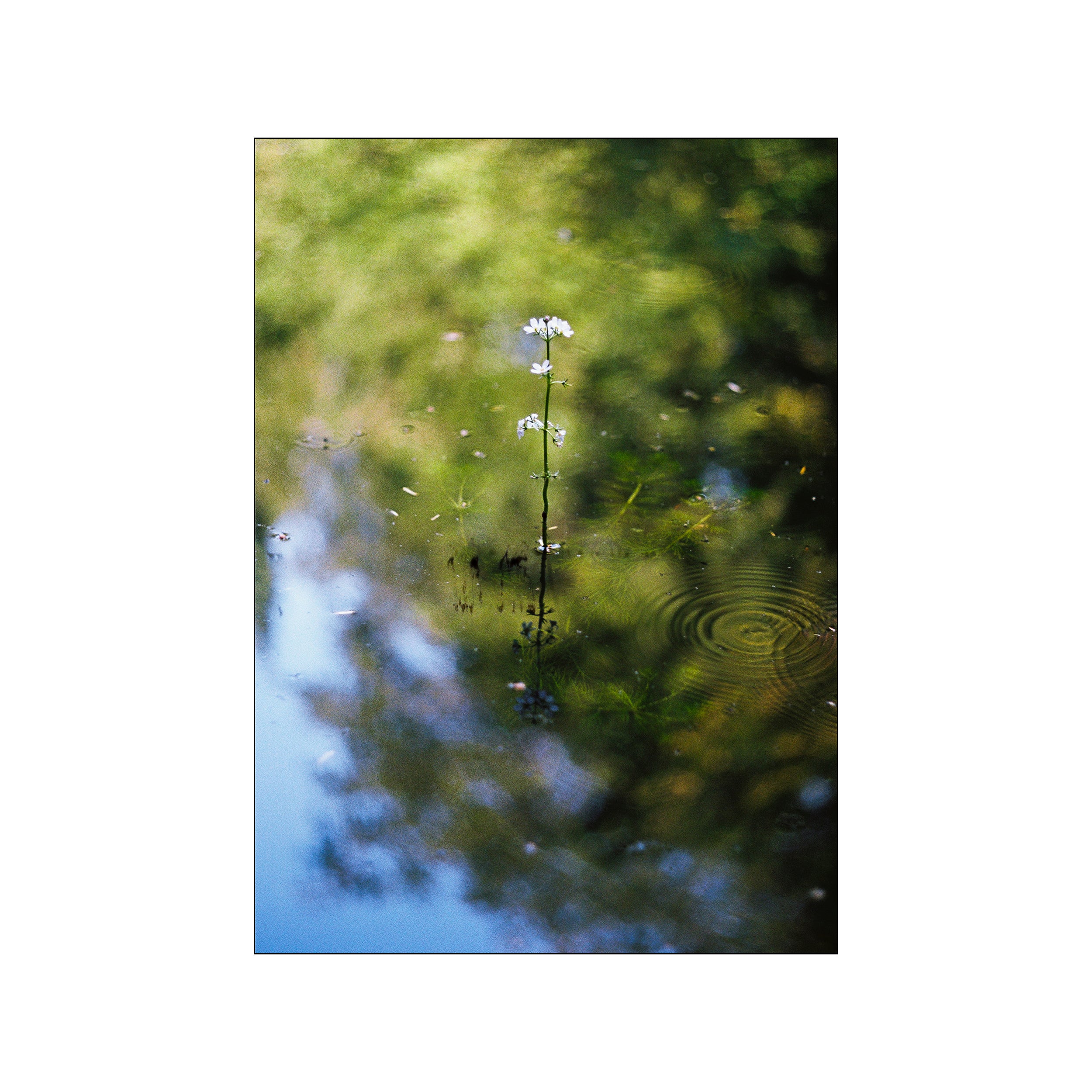 Park Day – Poster & Frame Art Group