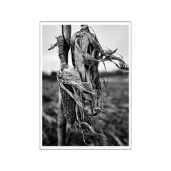 Corn 1 - white border — Art print by ROEDSGAARD from Poster & Frame