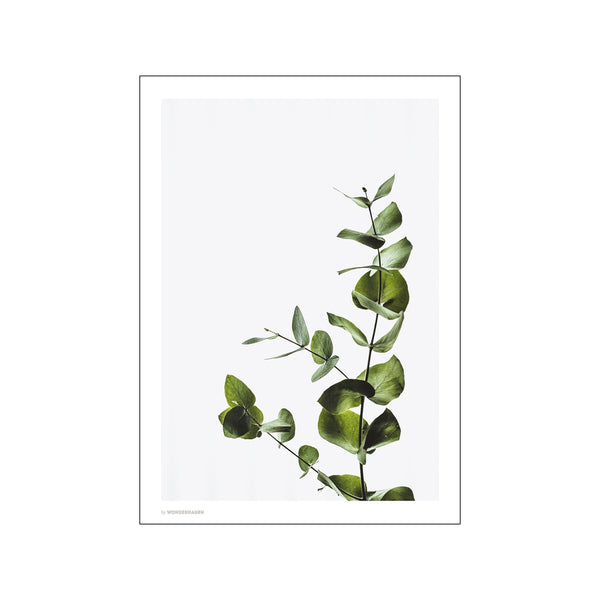 Eucalyptus 2 — Art print by Wonderhagen from Poster & Frame