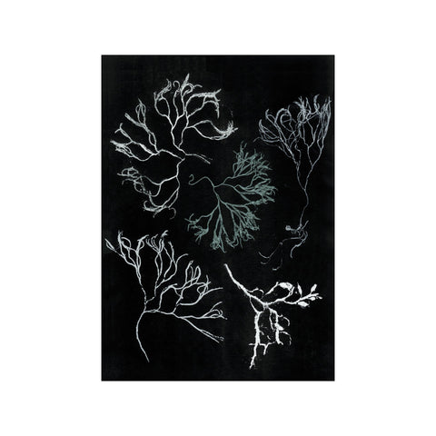 Algae Seagreen — Art print by Pernille Folcarelli from Poster & Frame