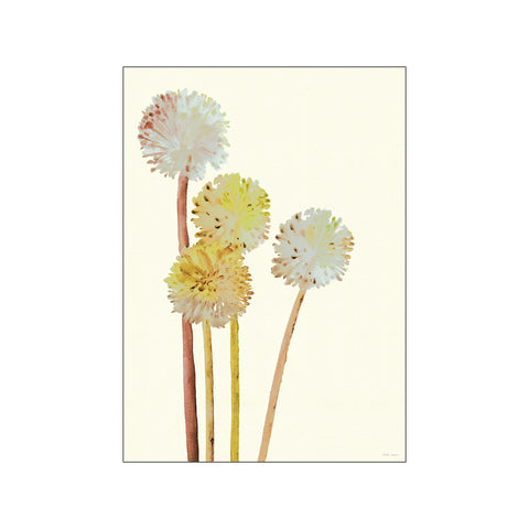 Allium Yellow — Art print by Dorthe Svarrer from Poster & Frame