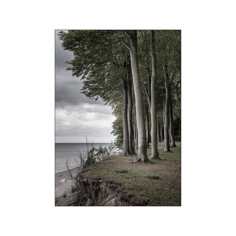 Bøgeskov Møn — Art print by Foto Factory from Poster & Frame