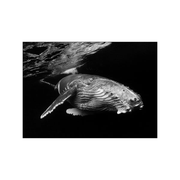 Humpback Whale calf — Art print by Barathieu Gabriel from Poster & Frame