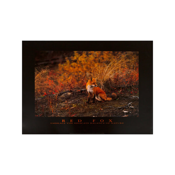 Red fox — Art print by Bill Terry from Poster & Frame