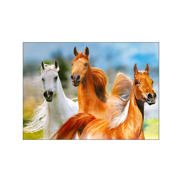 Three Horses — Art print by Bob Langrish from Poster & Frame