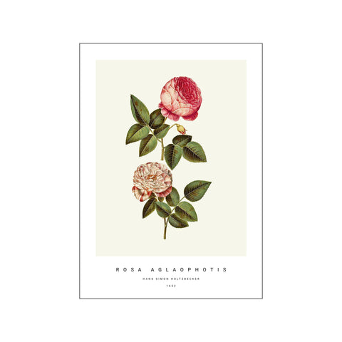 Botanic II — Art print by PSTR Studio from Poster & Frame