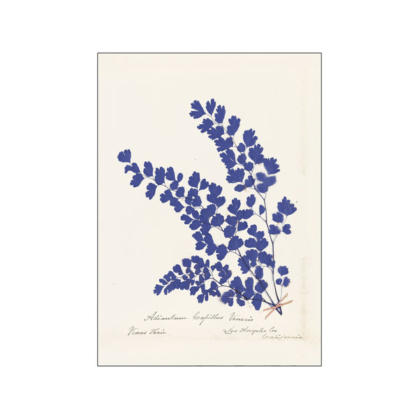 Botanical Fern III Blue — Art print by Wild Apple from Poster & Frame