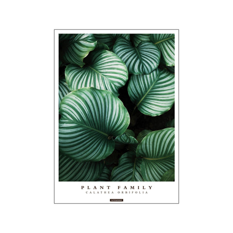 CALATHEA ORBIFOLIA — Art print by KASPERBENJAMIN from Poster & Frame