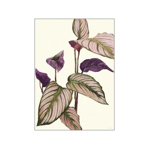 Calathea — Art print by Dorthe Svarrer from Poster & Frame