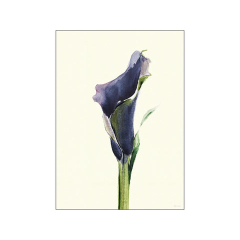 Calla Nero 1 — Art print by Dorthe Svarrer from Poster & Frame