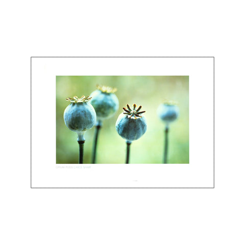 Opium Pods — Art print by Carol Sharp from Poster & Frame