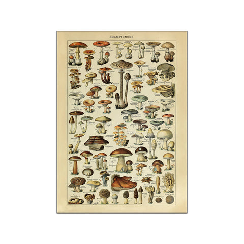 Champignons — Art print by Simon Holst from Poster & Frame