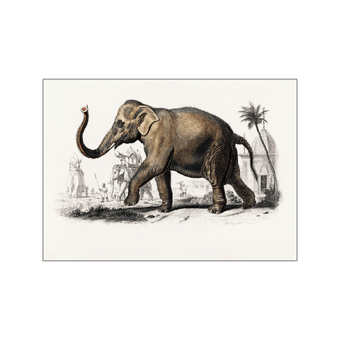 Asiatic Elephant — Art print by Charles Dessalines D' Orbigny from Poster & Frame