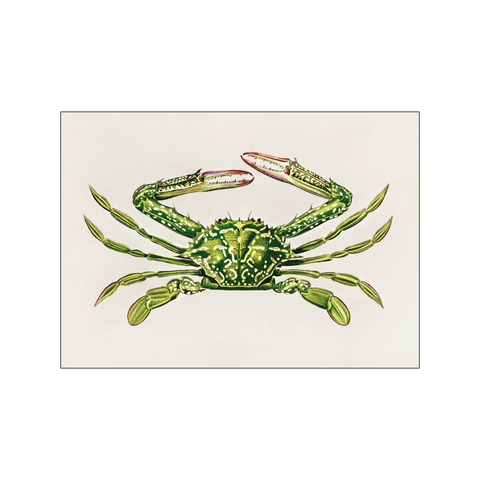 Portunus crab — Art print by Charles Dessalines D' Orbigny from Poster & Frame