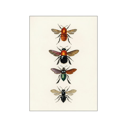 Types of insects — Art print by Charles Dessalines D' Orbigny from Poster & Frame