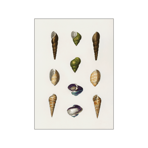 Types of mollusks — Art print by Charles Dessalines D' Orbigny from Poster & Frame