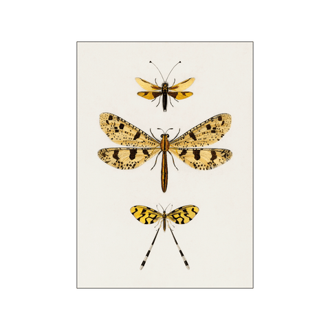 Yellow insects — Art print by Charles Dessalines D' Orbigny from Poster & Frame