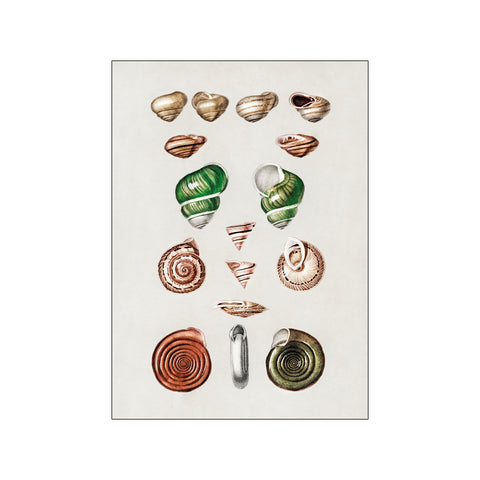 Types of mollusks ll — Art print by Charles Dessalines D' Orbigny from Poster & Frame