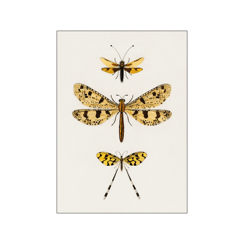 Yellow insects — Art print by Charles Dessalines D' Orbigny from Poster & Frame