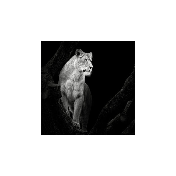 Lioness — Art print by Christian Meermann from Poster & Frame