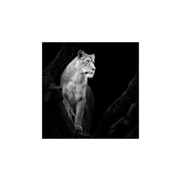 Lioness – Poster & Frame Art Group