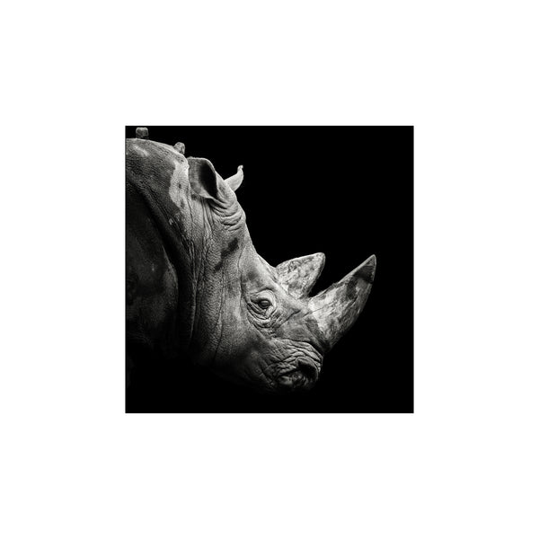 Rhino — Art print by Christian Meermann from Poster & Frame