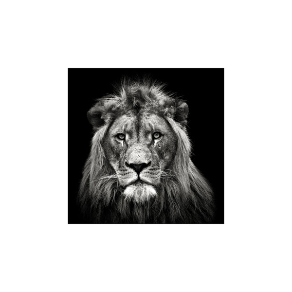 Young Male Lion — Art print by Christian Meermann from Poster & Frame