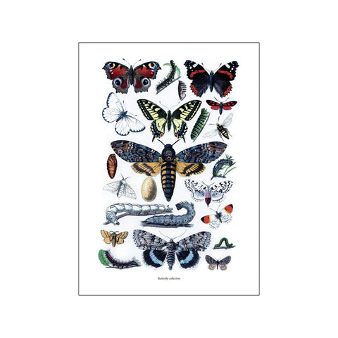 Collection Butterfly — Art print by Hönshuset from Poster & Frame