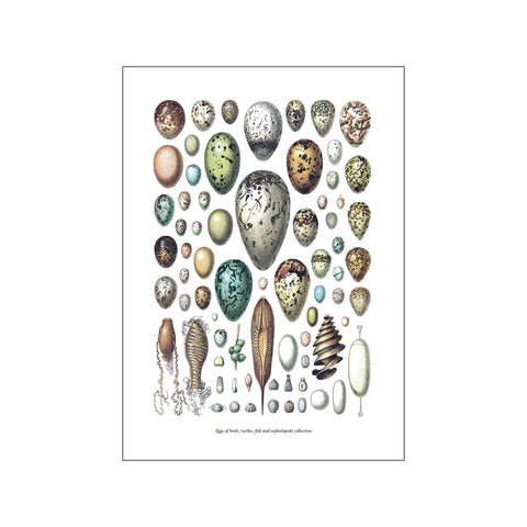 Collections Eggs — Art print by Hönshuset from Poster & Frame