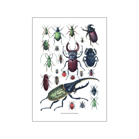 Collections Insects — Art print by Hönshuset from Poster & Frame