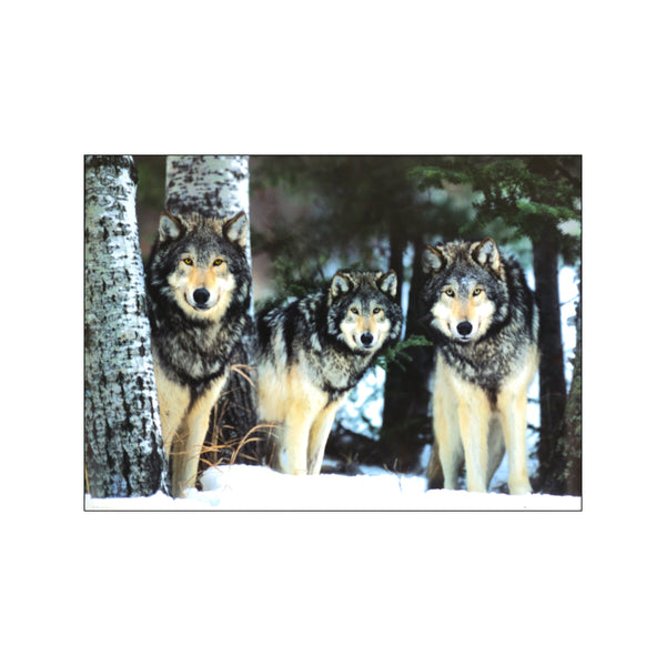 Wolves — Art print by Corbis from Poster & Frame