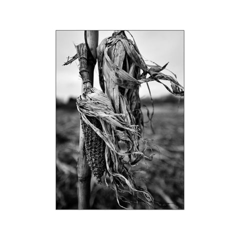 Corn 1 — Art print by ROEDSGAARD from Poster & Frame