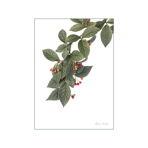 Cotoneaster