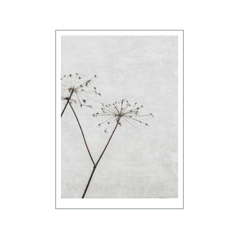 Dried Flower 1