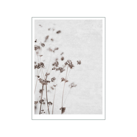 Dried Flower 3