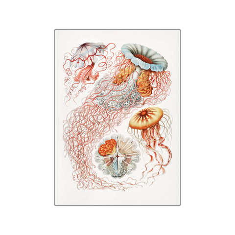 Discomedusae–Scheibenquallen — Art print by Ernst Heackel from Poster & Frame