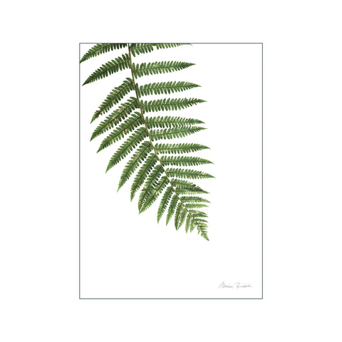 Fern — Art print by Monica Bindslev from Poster & Frame