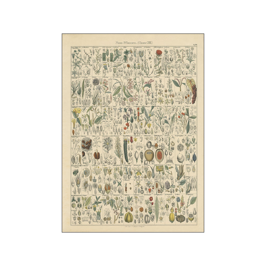Flora Chart II Poster & Frame Art Group