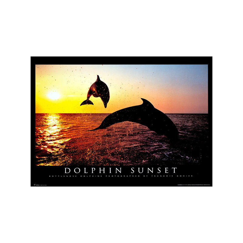 Dolphin Sunset — Art print by Francois Gohier from Poster & Frame