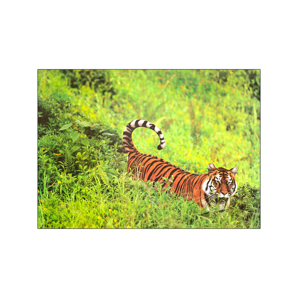Bengal Tiger — Art print by Gerry Ellis from Poster & Frame