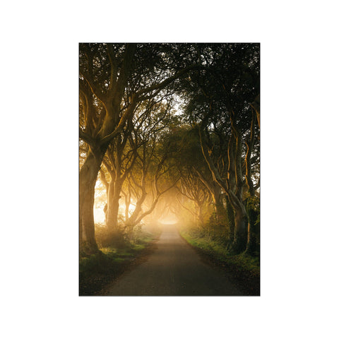 Golden Pathway — Art print by Daniel S. Jensen from Poster & Frame