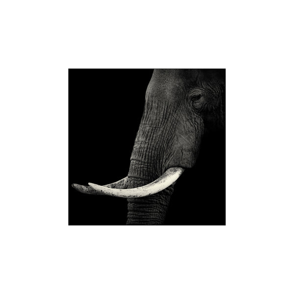 Elephant profile — Art print by Hannes Bertsch from Poster & Frame