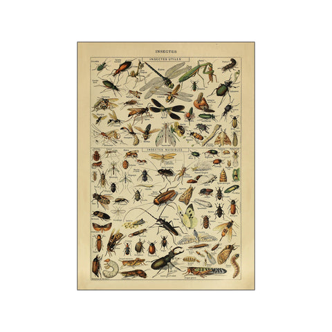 Insects — Art print by Simon Holst from Poster & Frame