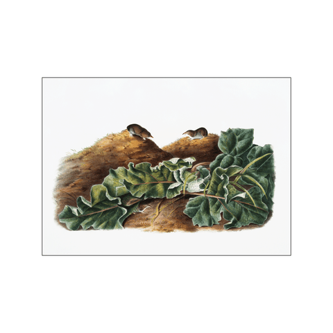 Say's Least Shrew — Art print by John James Audubon from Poster & Frame