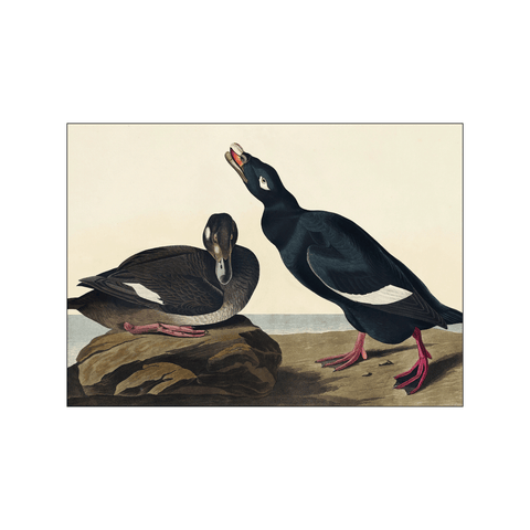 Velvet Duck — Art print by John James Audubon from Poster & Frame