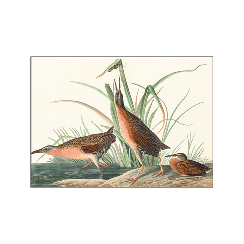 Virginia Rail — Art print by John James Audubon from Poster & Frame