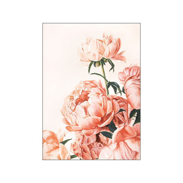 Pink Peonies — Art print by Julia from Poster & Frame