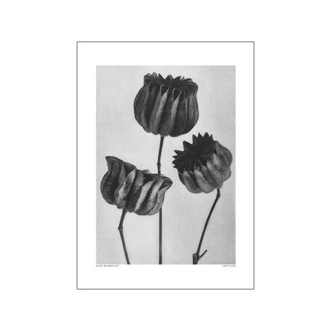 Abutilon (Lime Mallow — Art print by Karl Blossfeldt from Poster & Frame