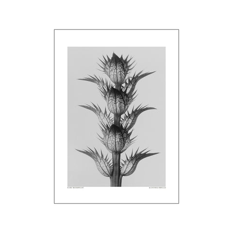 Acanthus mollis — Art print by Karl Blossfeldt from Poster & Frame