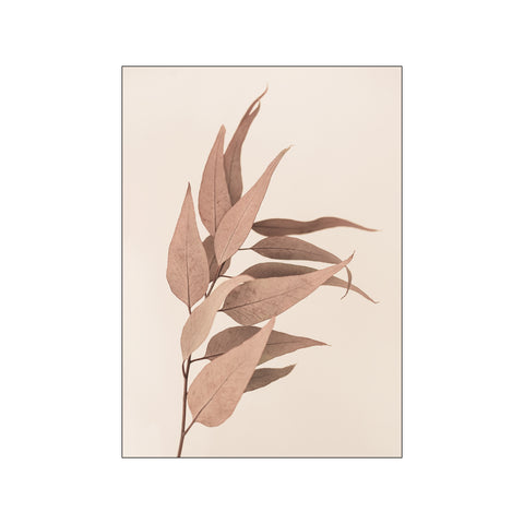 Dried Eucalyptus — Art print by Kathrin Pienaar from Poster & Frame